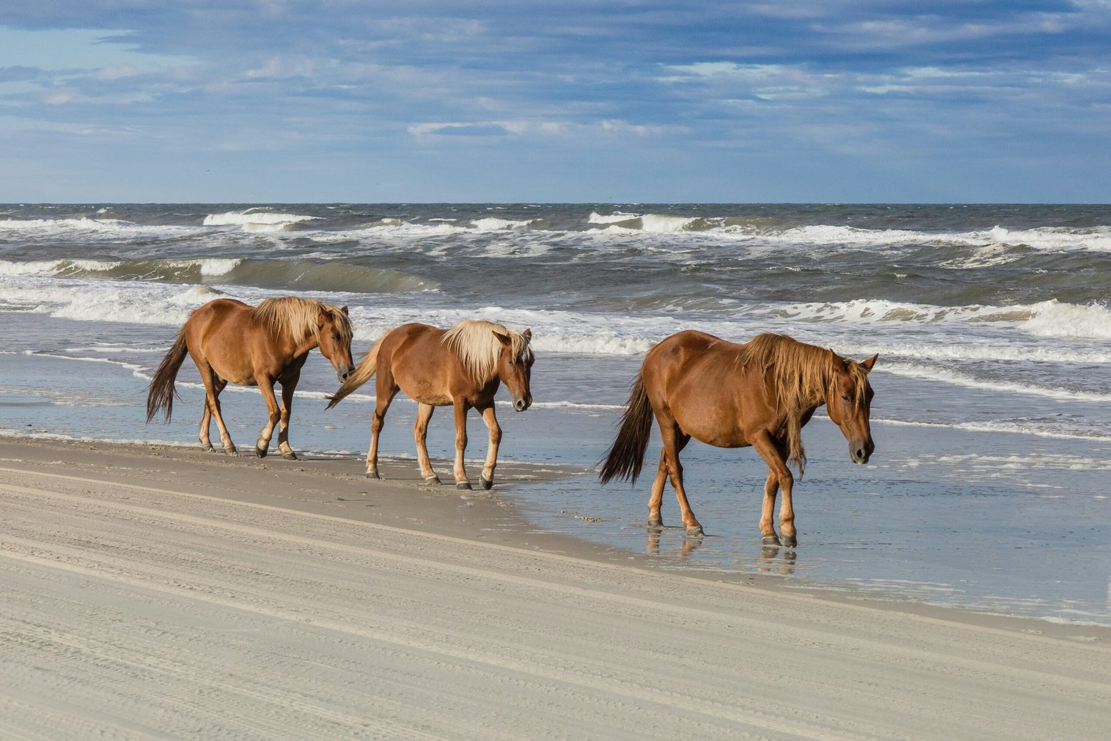 A best beach of the US, the Outer Banks are home to wild horses that roam the beach.