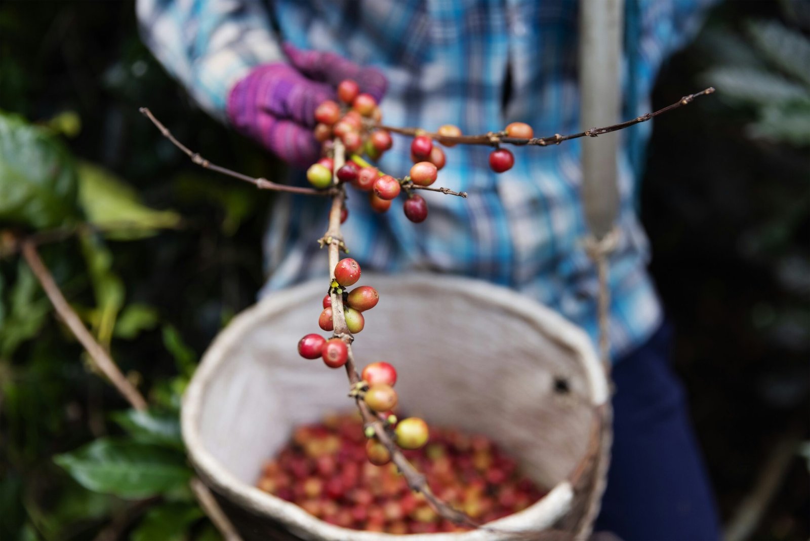 Columbia is one of the best countries for coffee in the world. Featured is a worker on a coffee farm.