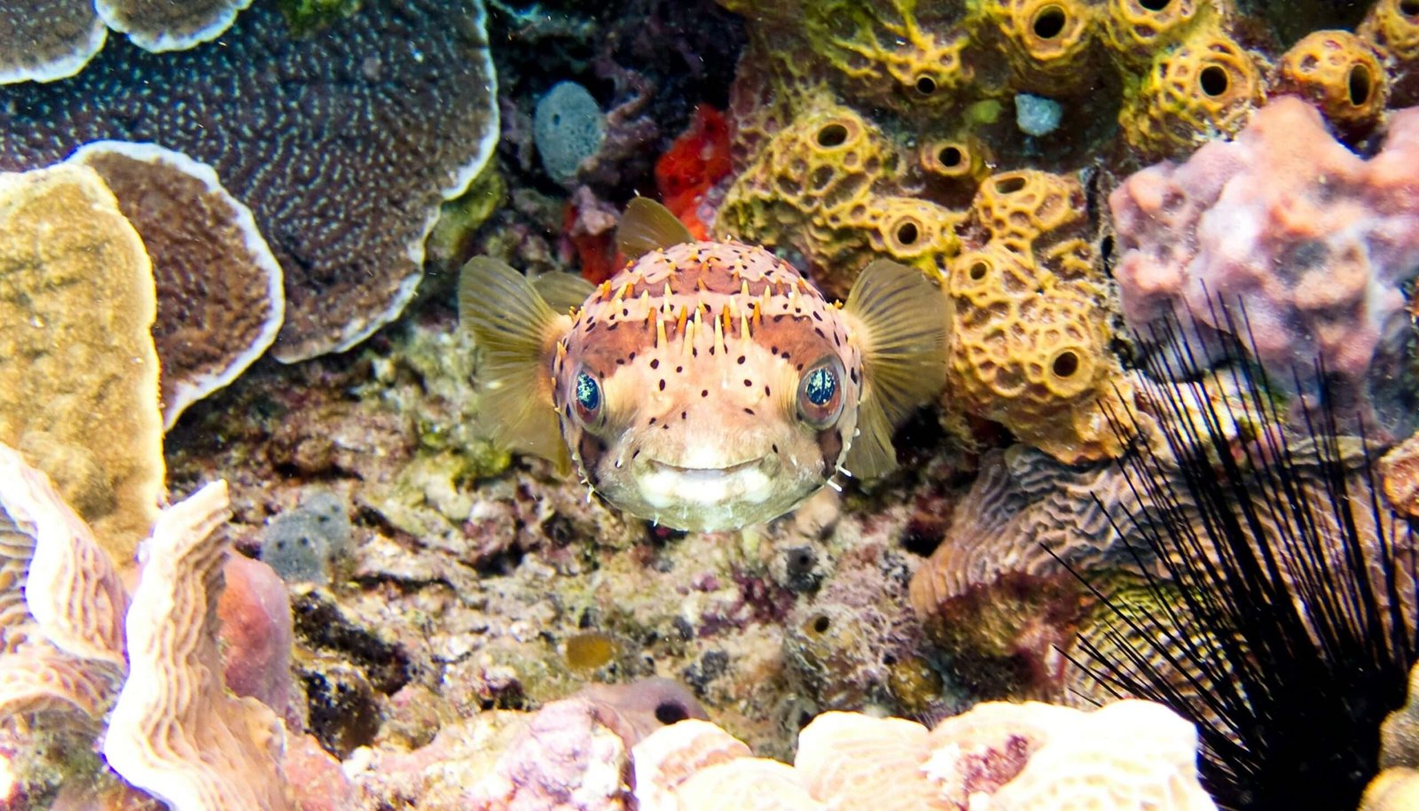 Cozumel in Mexico is some of the best scuba diving in the world.