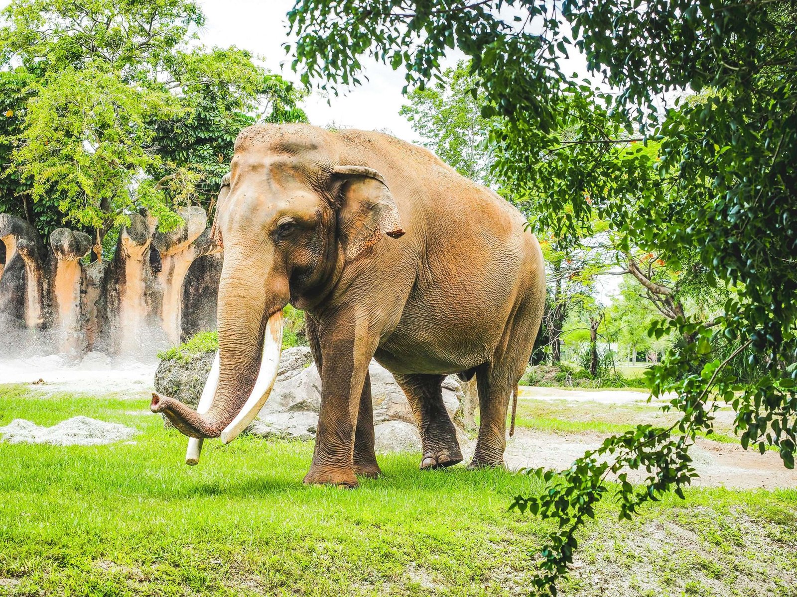 Engage in ethical wildlife tourism when visiting Thailand. Featured is a majestic Elephant.