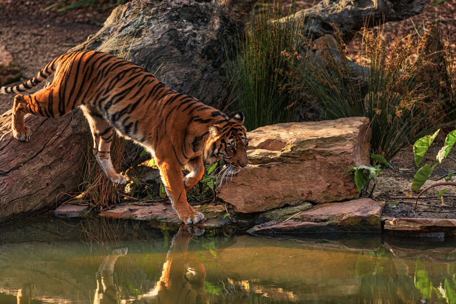 Engage in ethical wildlife tourism when visiting India. Featured is a beautiful Bengal Tiger.