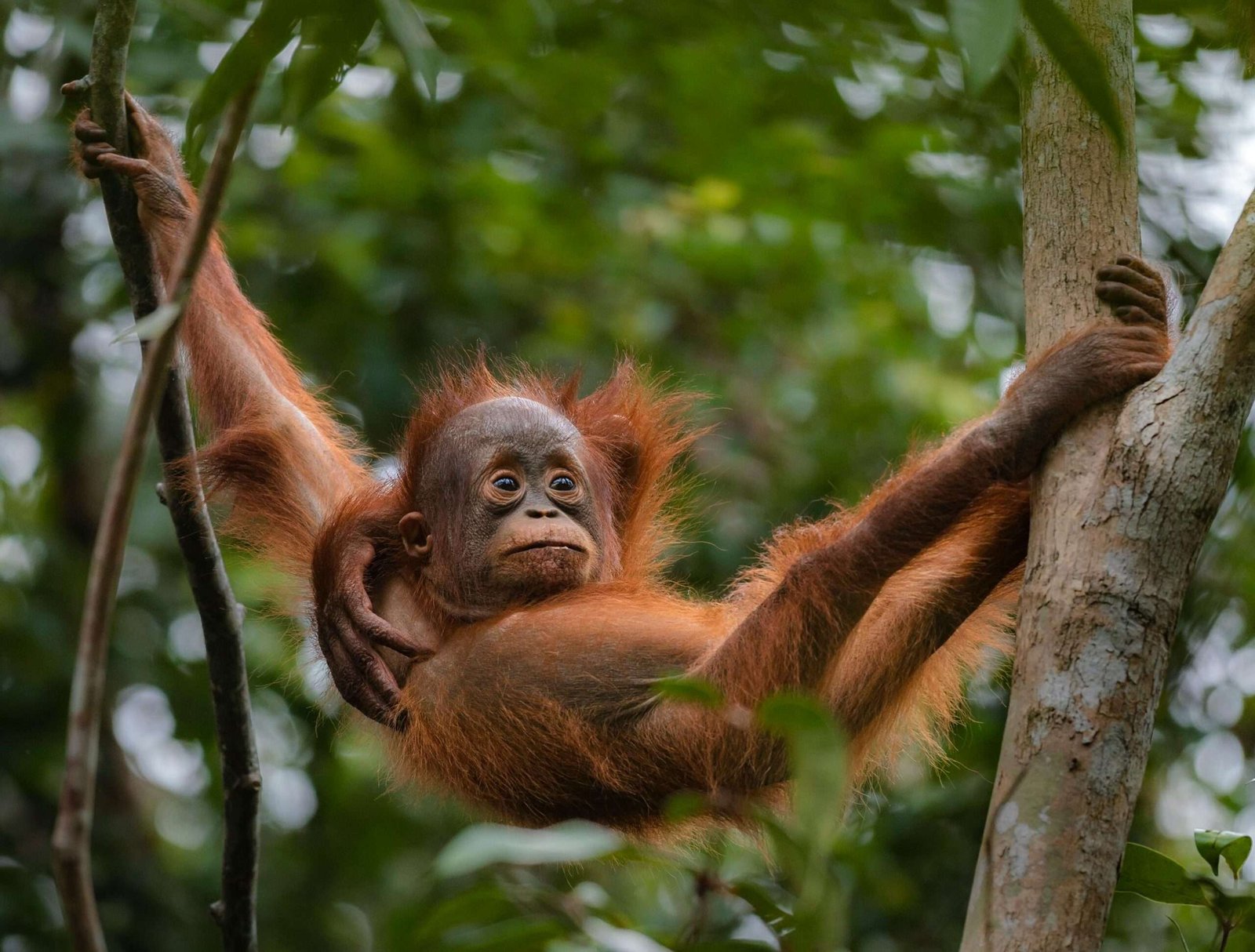 Engage in ethical wildlife tourism when visiting Borneo. Featured is an adorable baby orangutan.