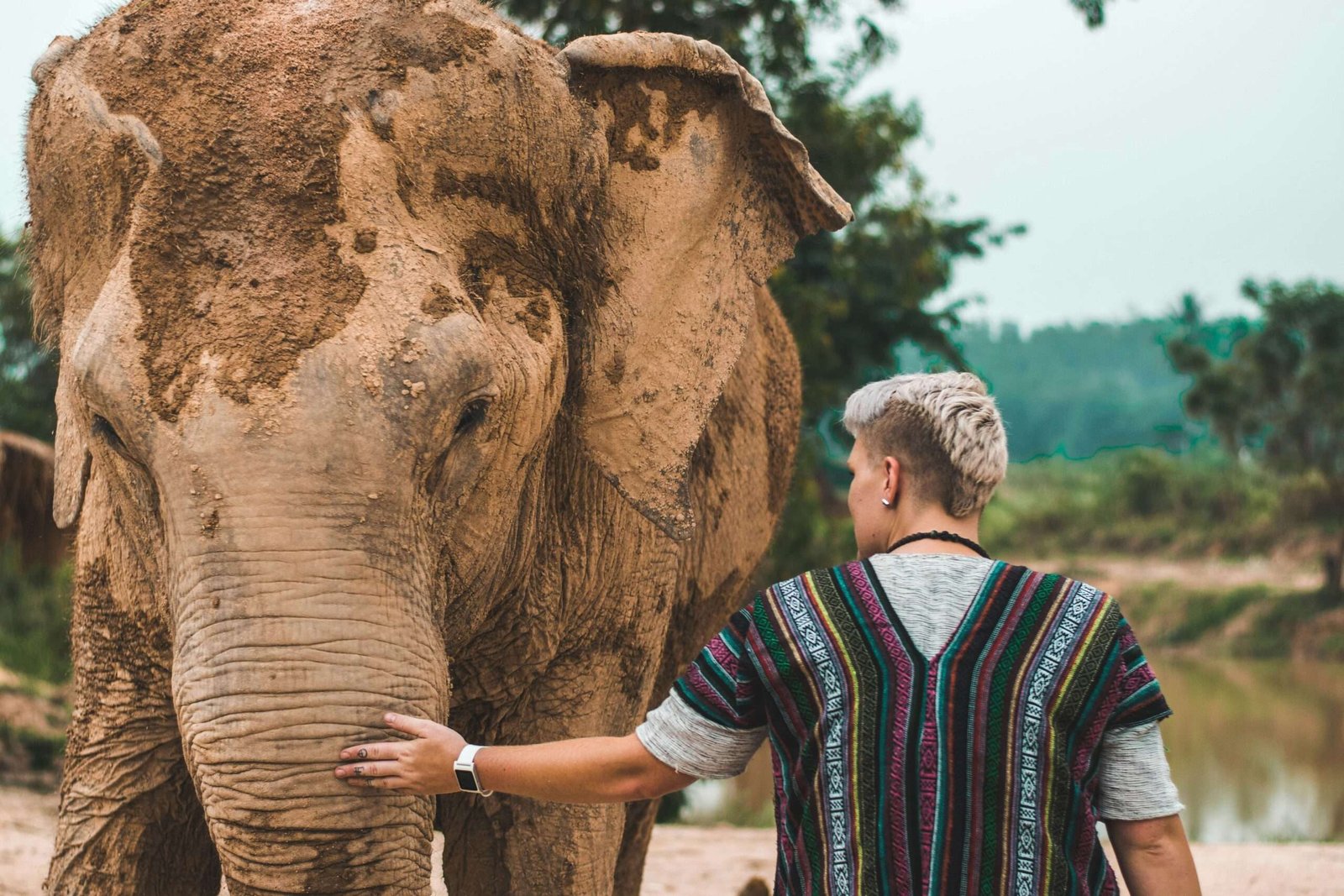 Engage in ethical wildlife tourism when visiting Thailand. Featured is an elephant from an elephant sanctuary in Thailand.