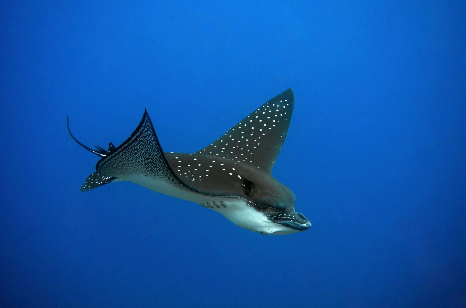 The Galápagos Islands are some of the best scuba diving in the world.