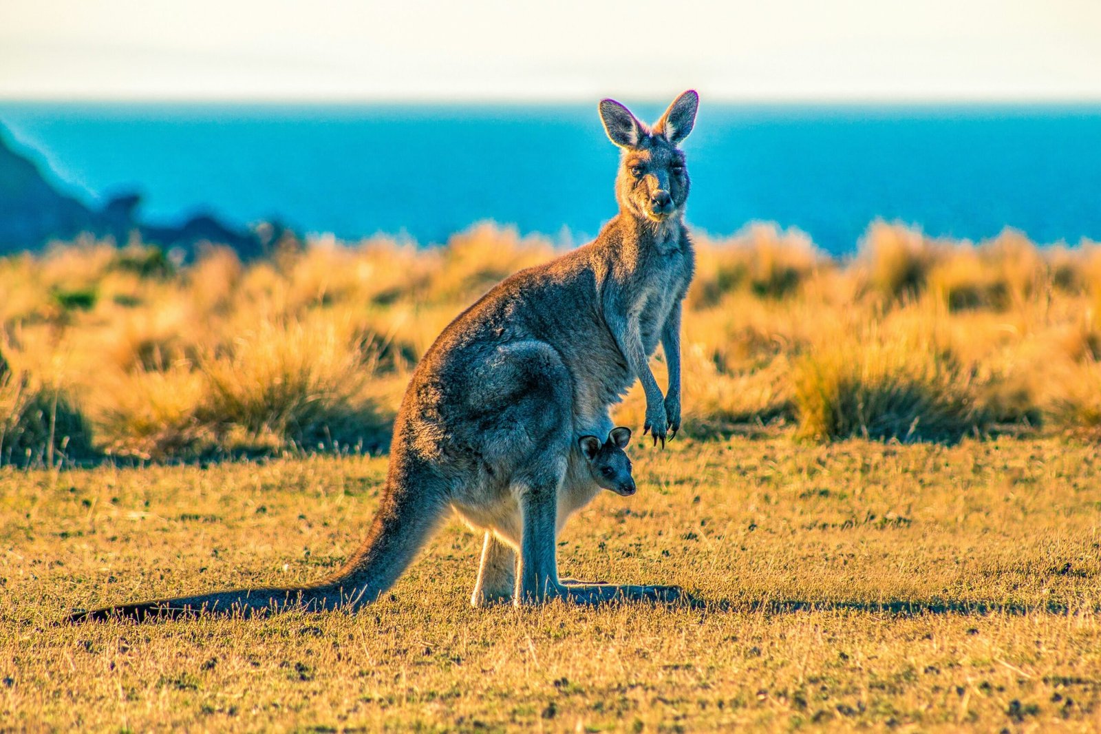 Australia is one of the best countries to visit in July. Featured is a kangaroo with its joey.