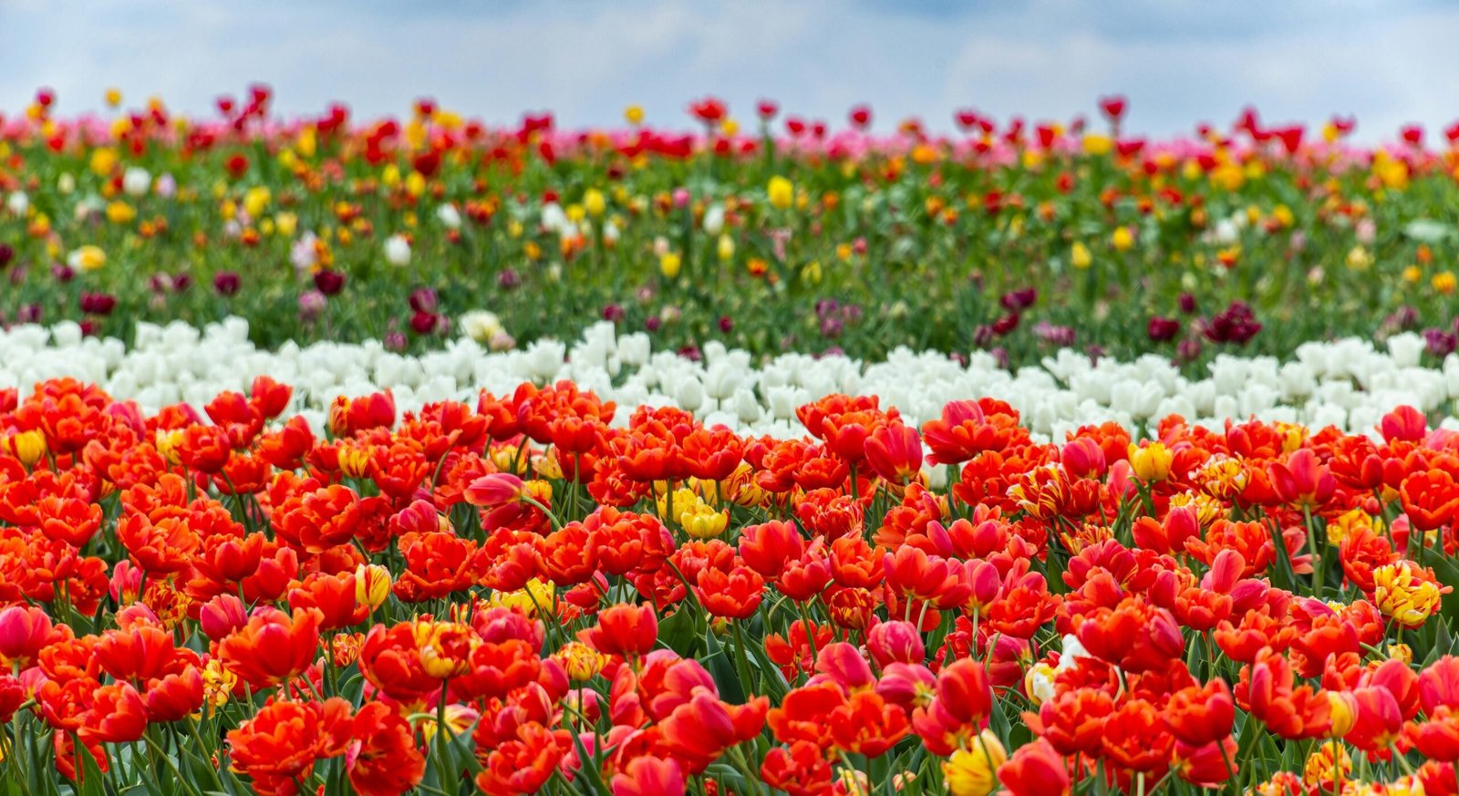 Discover the best things to do in Amsterdam. Featured is tulips from Keukenhof Gardens.