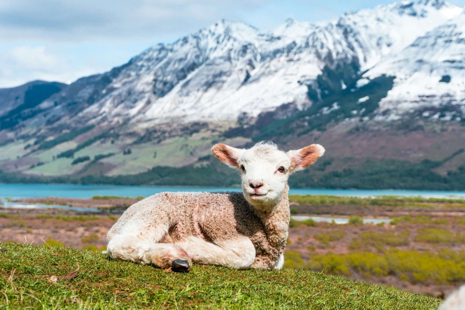 New Zealand is one of the best countries to visit in November. Featured is an adorable lamb surrounded by a beautiful spring landscape.