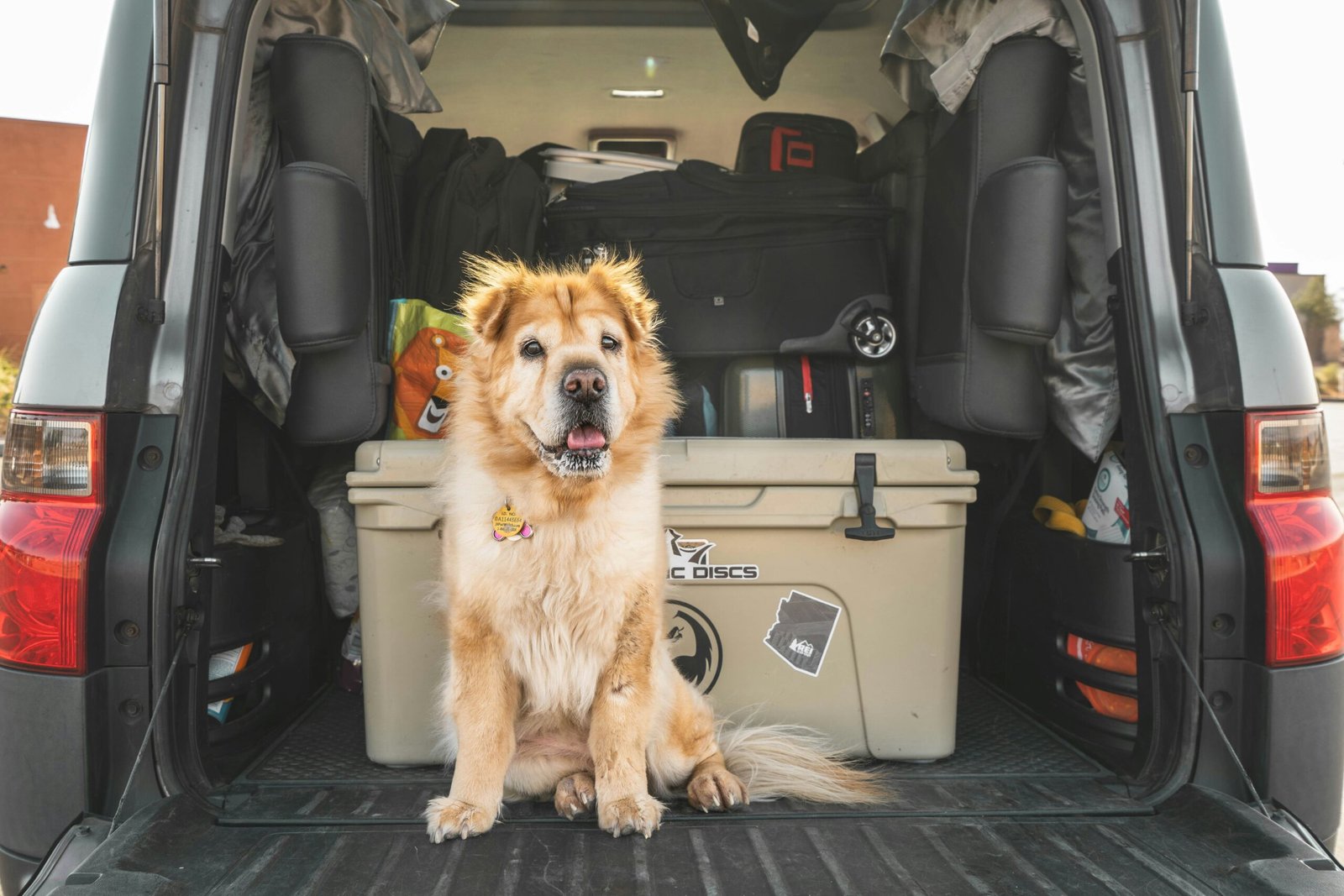 Make sure your pet is acclimated to travel before heading to one of best pet-friendly destinations. Featured is a cute dog in the back of a car with luggage.