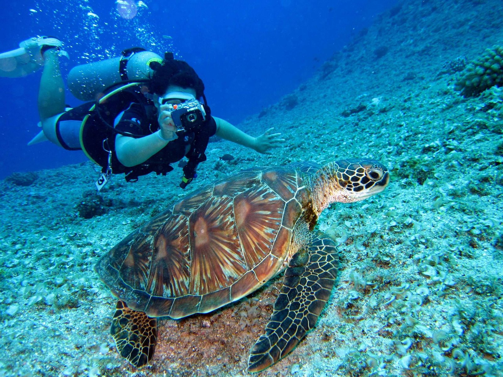 The Maldives is some of the best scuba diving in the world.