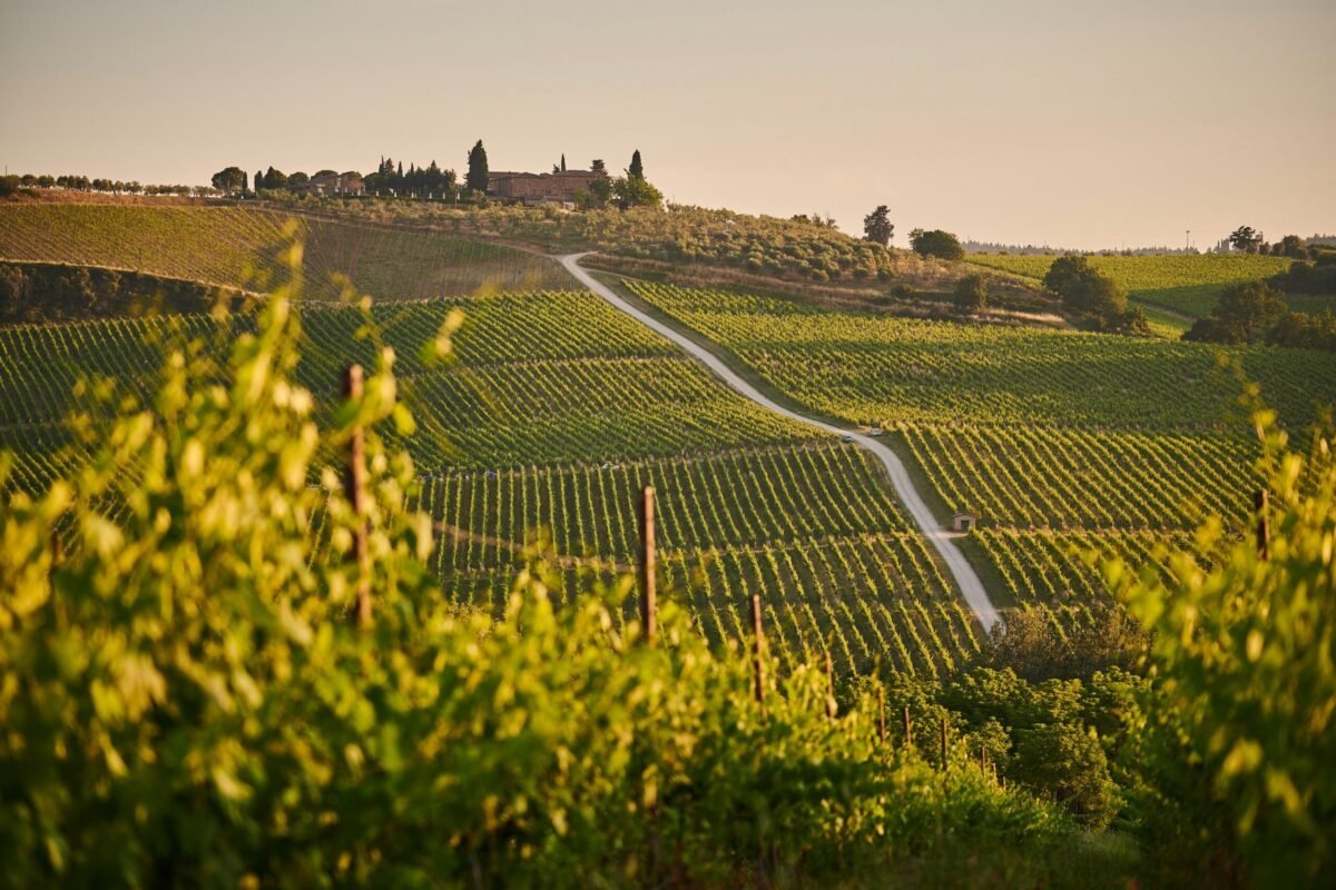 Italy is one of the best countries to visit in July. Featured is a vineyard in Tuscany, Italy.